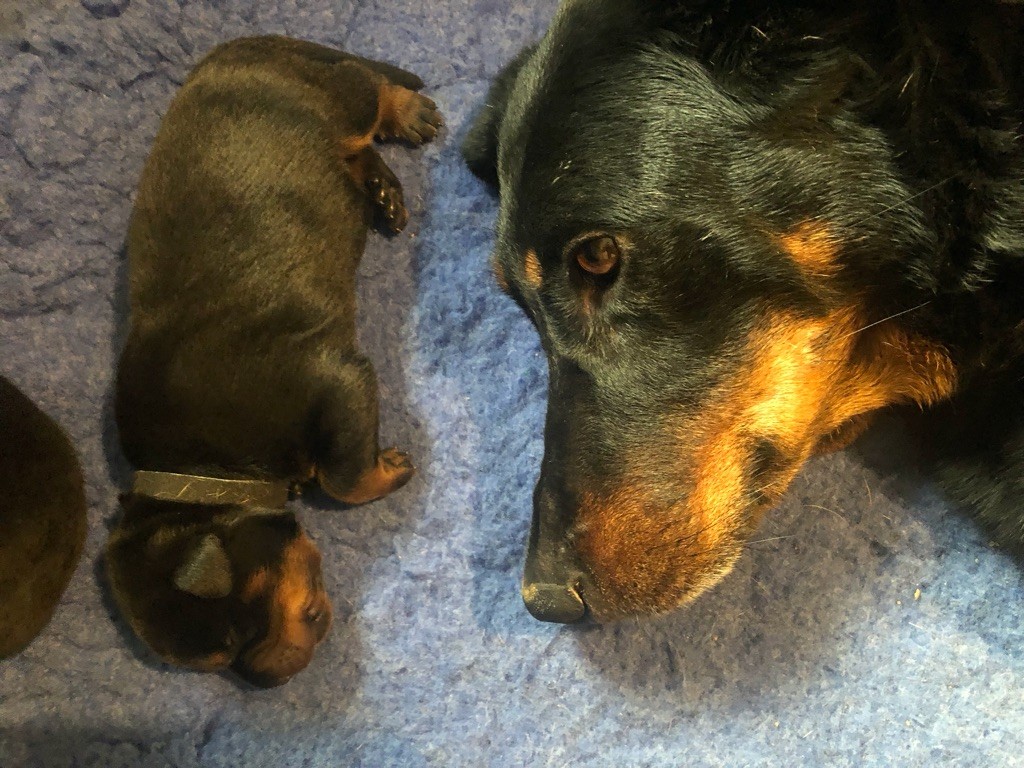 Chiot Berger de Beauce Berger Fort Et Posé